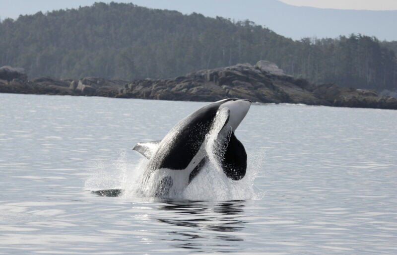 Southern resident killer whale jumping in the air.