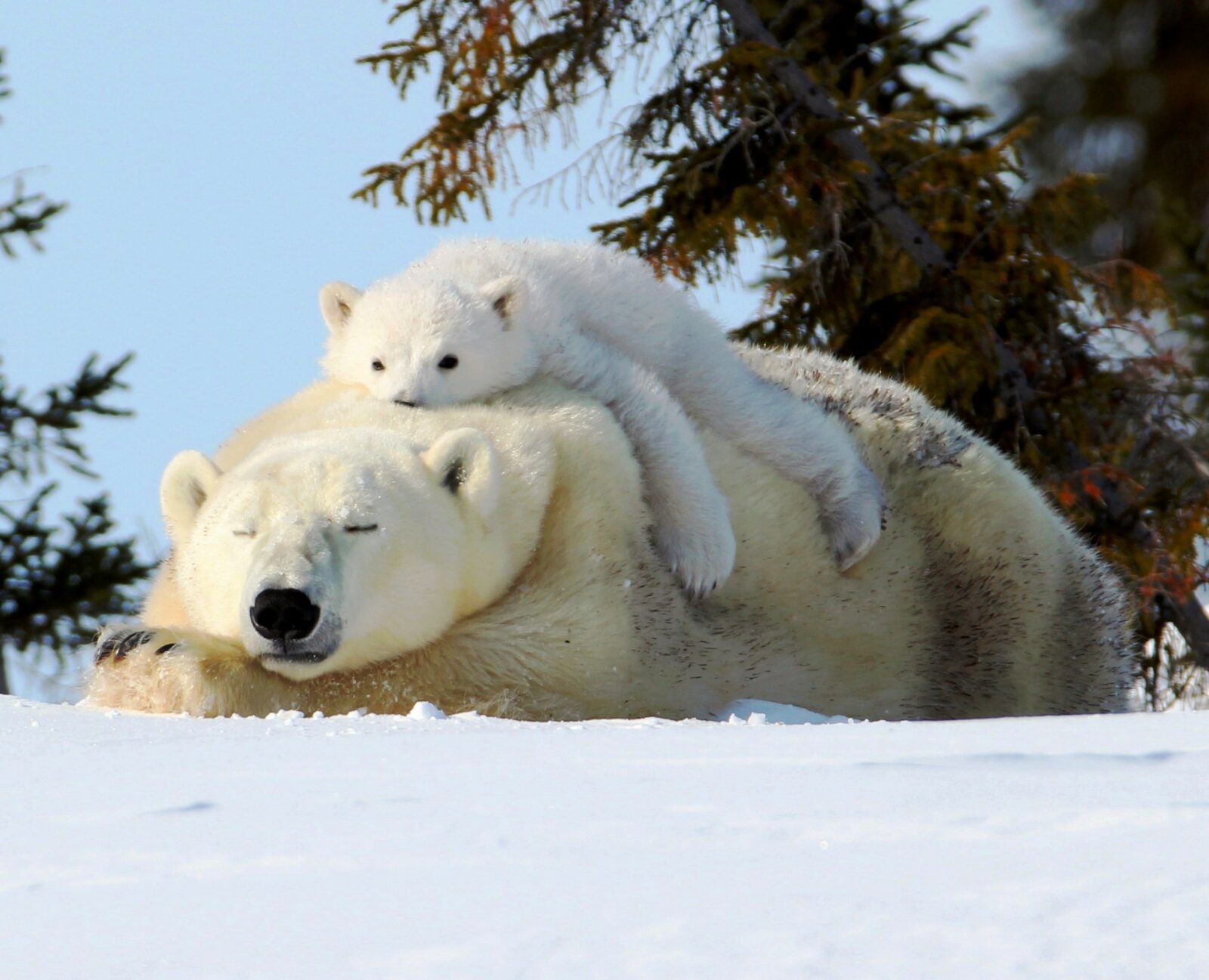 A sleeping polar bear with a young cub lounging on top of it in a snowy field with evergreen trees in the background.