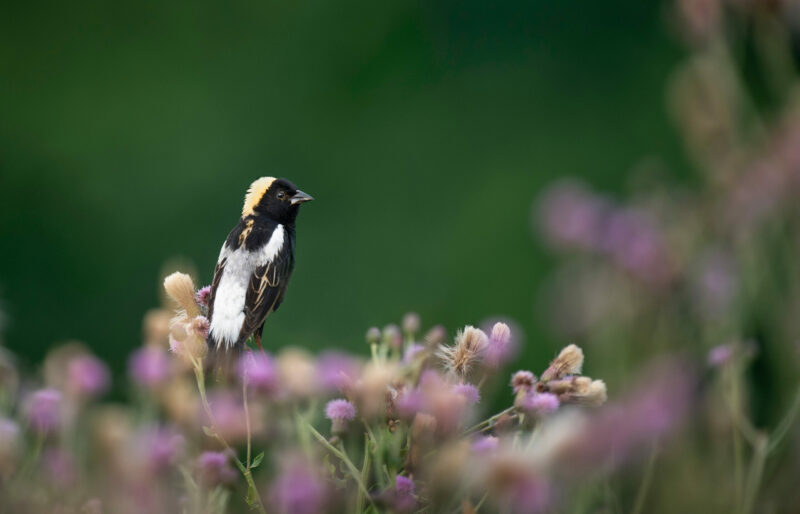 A bobolink perches in a field of purple flowers.