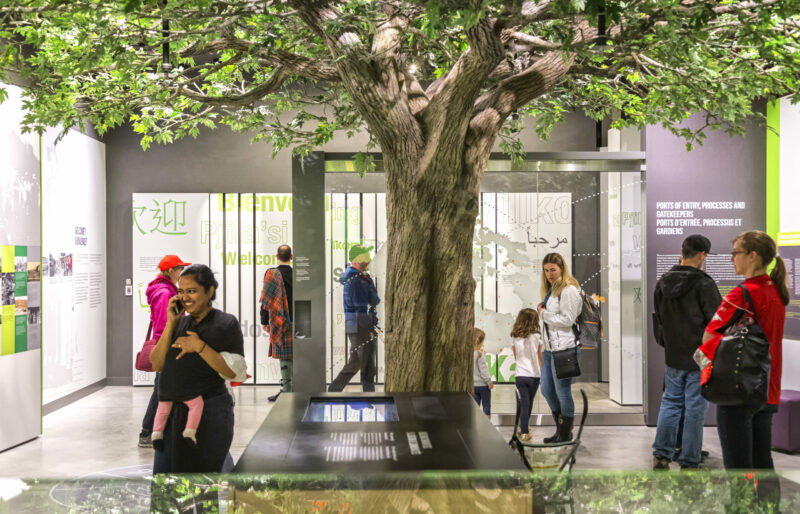 Museum visitors are walking and exploring the Canadian Immigration story exhibit. A tree centers the room with panel exhibits lining the walls.