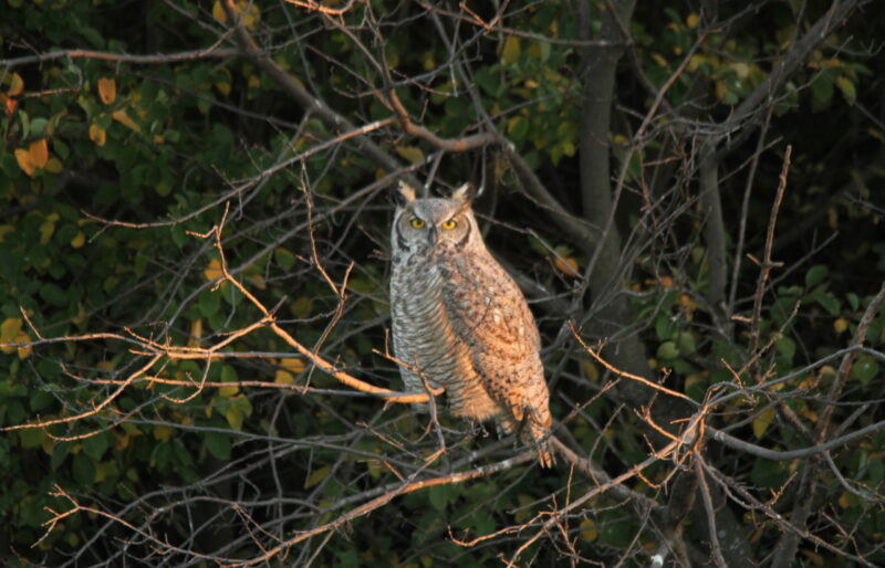 Great Horned Owl - ©C. Olson