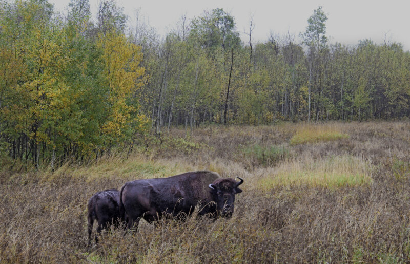 Elk Island Bison ©C. Olson