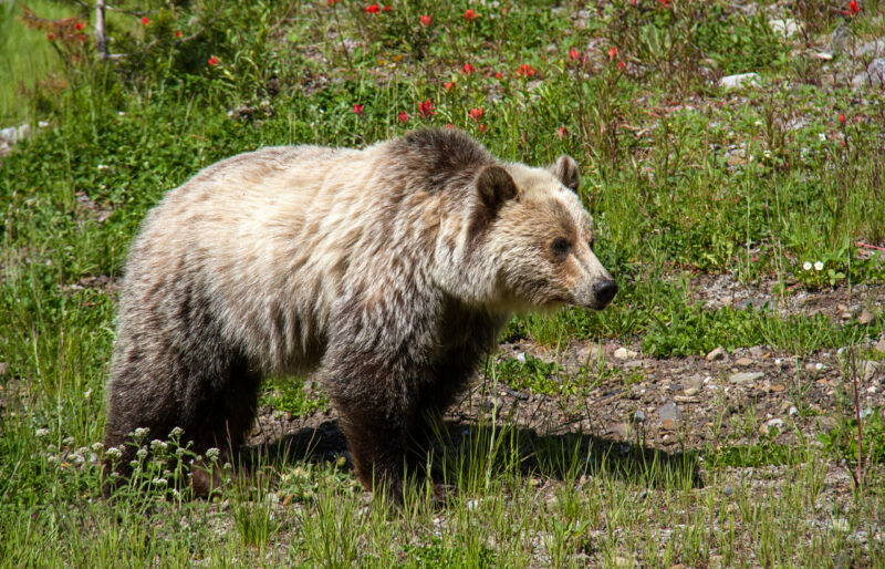 Grizzly Bear ©C.Olson