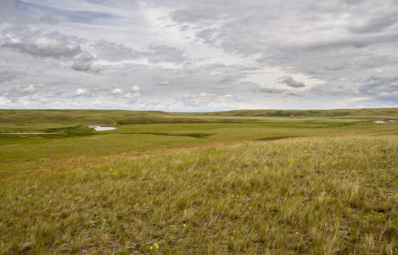 Milk River Ridge - ©C. Olson