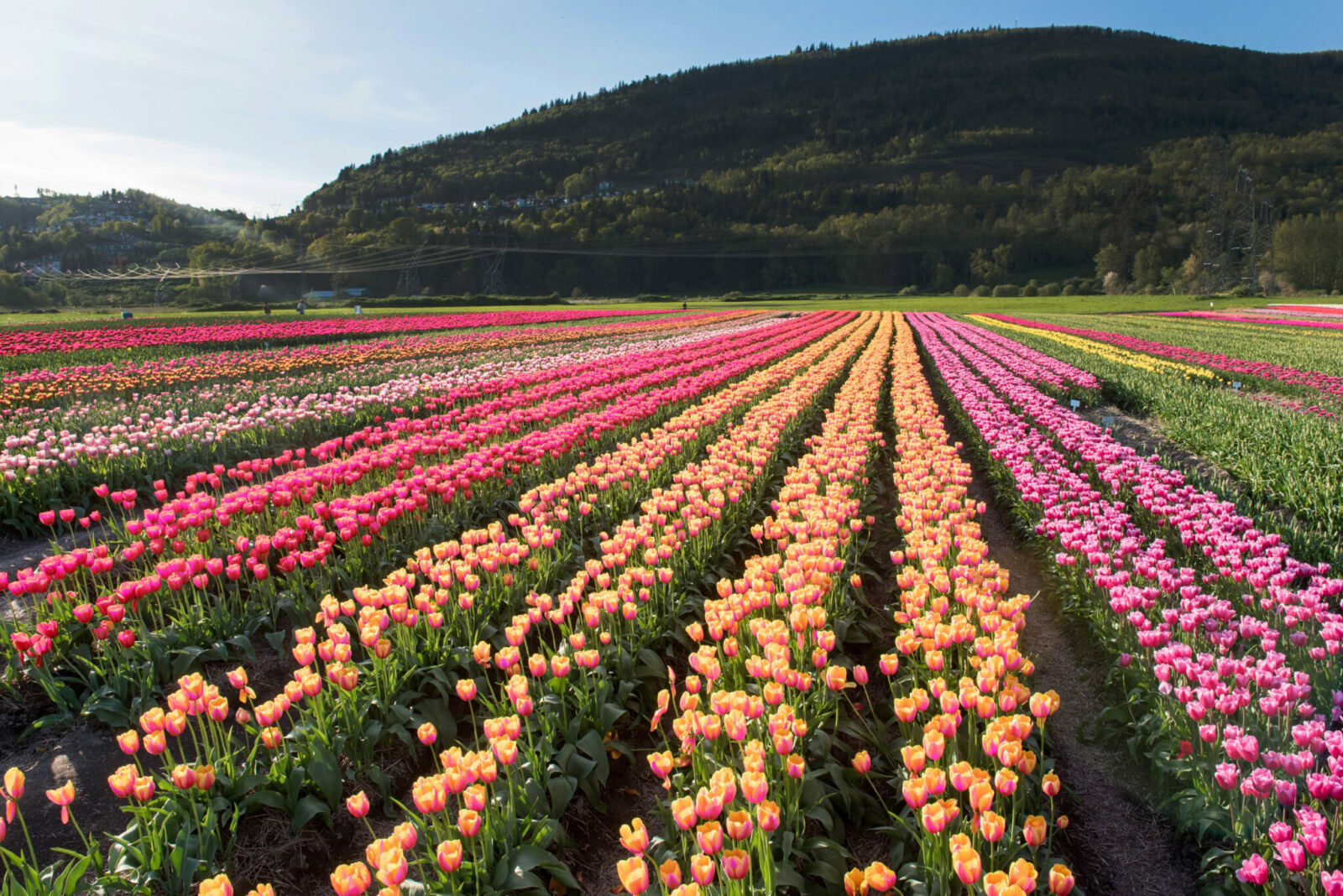 Abbotsford Tulip Festival