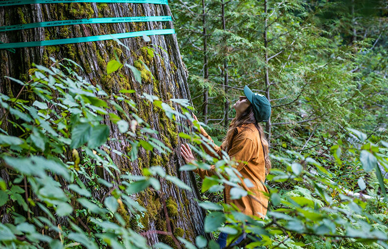 Campaigner Charlotte Dawe touching and looking up at a huge cedar tree with logging tape tied around it.