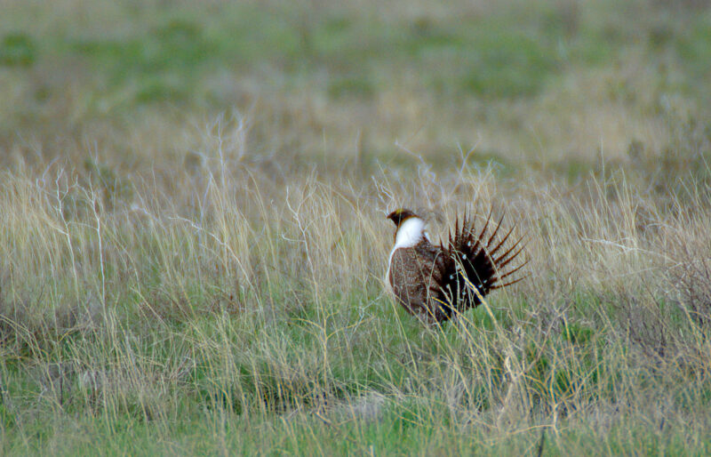 Greater Sage-grouse ©C. Olson