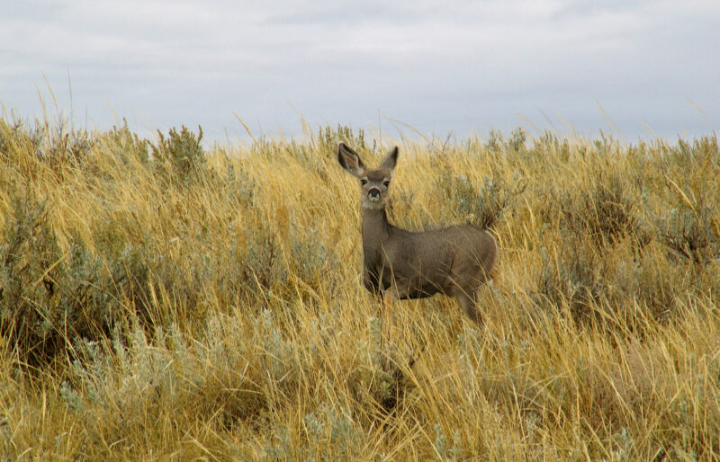 Middle Sandhills ©C.Olson