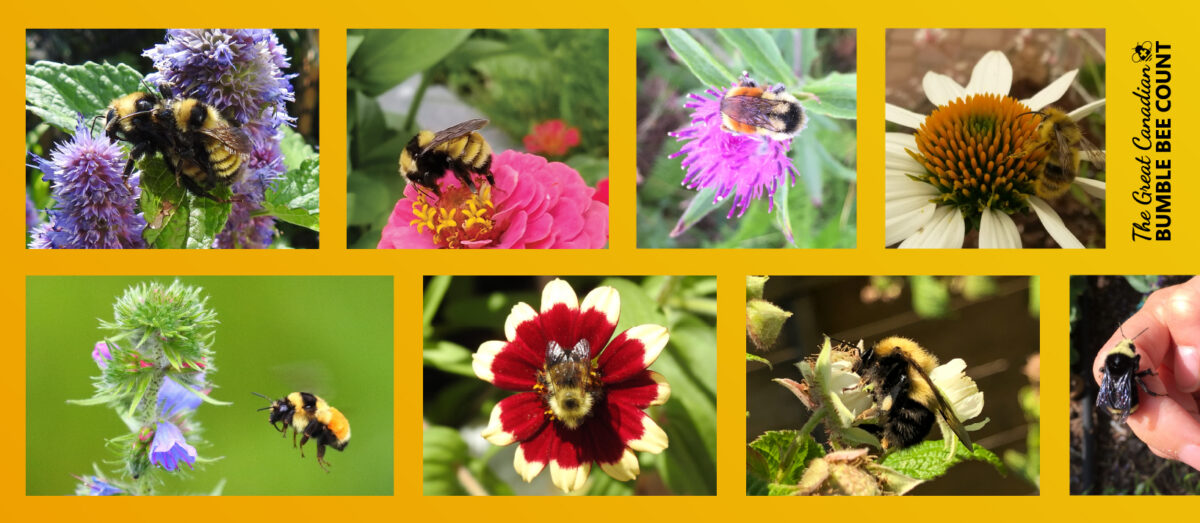 A collection of photos submitted to Friends of the Earth’s Great Canadian Bumblebee Count