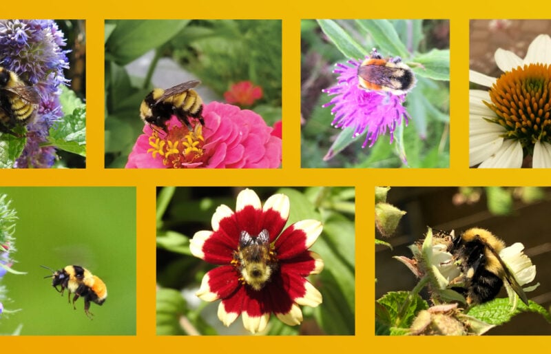 A collection of photos submitted to Friends of the Earth’s Great Canadian Bumblebee Count