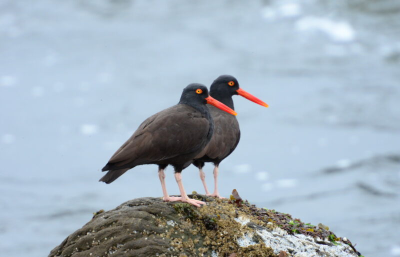 Shoreline birds require habitat protection