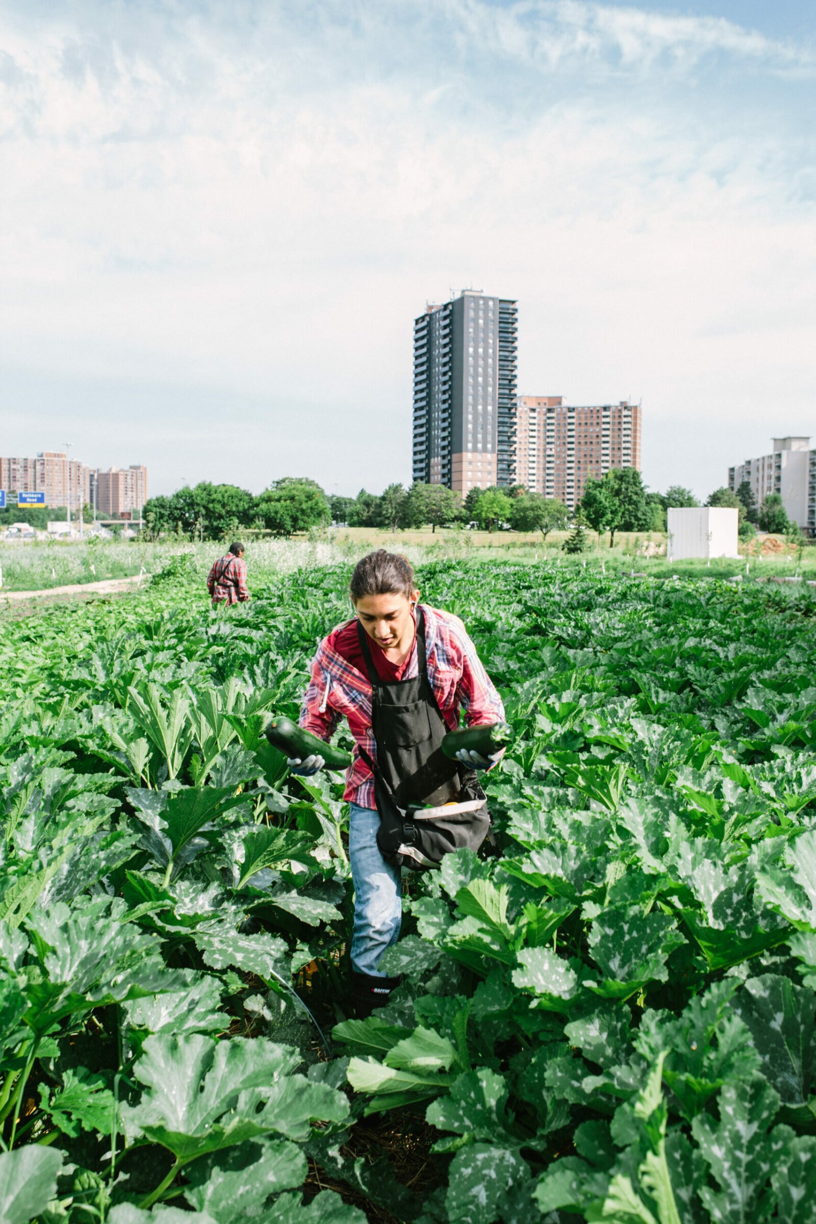 School Grown program at FoodShare Toronto