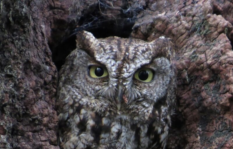 Coastal Western Screech-Owl. Photo by Ren Ferguson.