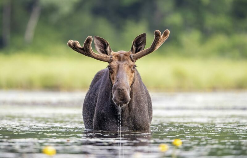 moose looking at camera standing in the water