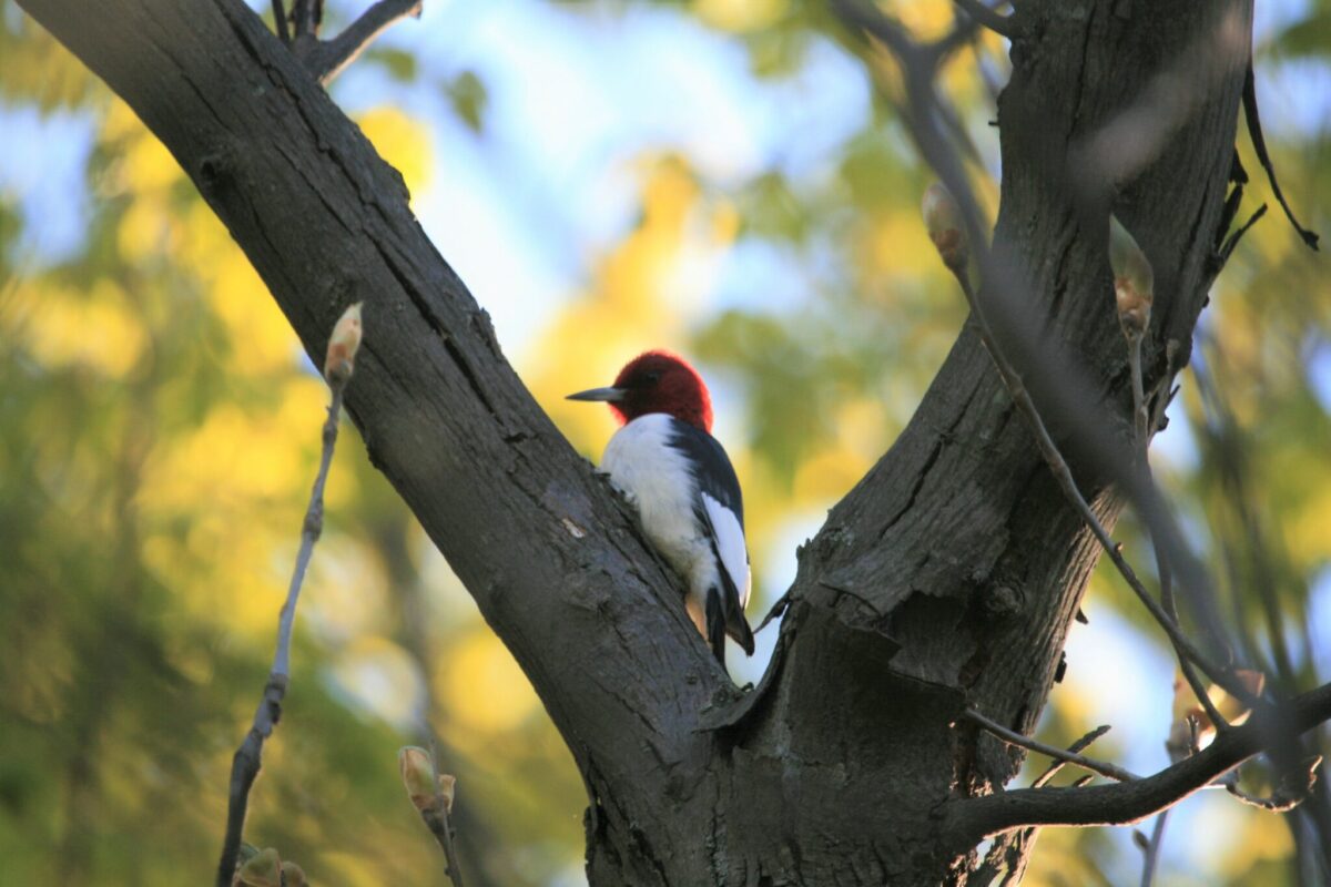 Red Headed Woodpecker, one of 89 species of conservation concern on the Bruce Trail perched in the fork of a tree. Photo captured in the Iroquoia section.