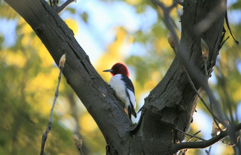 Red Headed Woodpecker, one of 89 species of conservation concern on the Bruce Trail perched in the fork of a tree. Photo captured in the Iroquoia section.