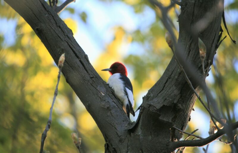 Red Headed Woodpecker, one of 89 species of conservation concern on the Bruce Trail. Photo captured in the Iroquoia section.