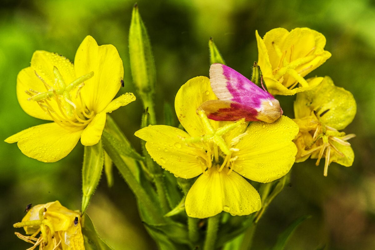 Bright yellow flower with a pink and yellow moth.