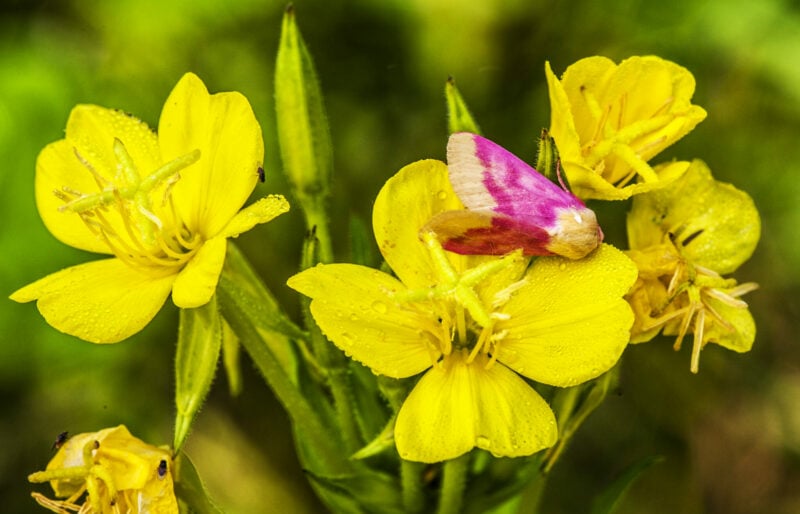 Bright yellow flower with a pink and yellow moth.