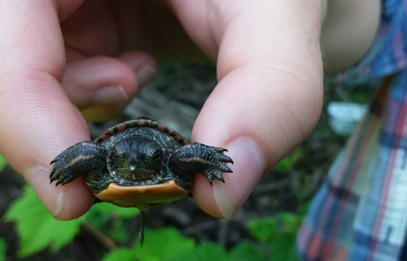 Baby painted turtle being held with fingers on either side of its shell.