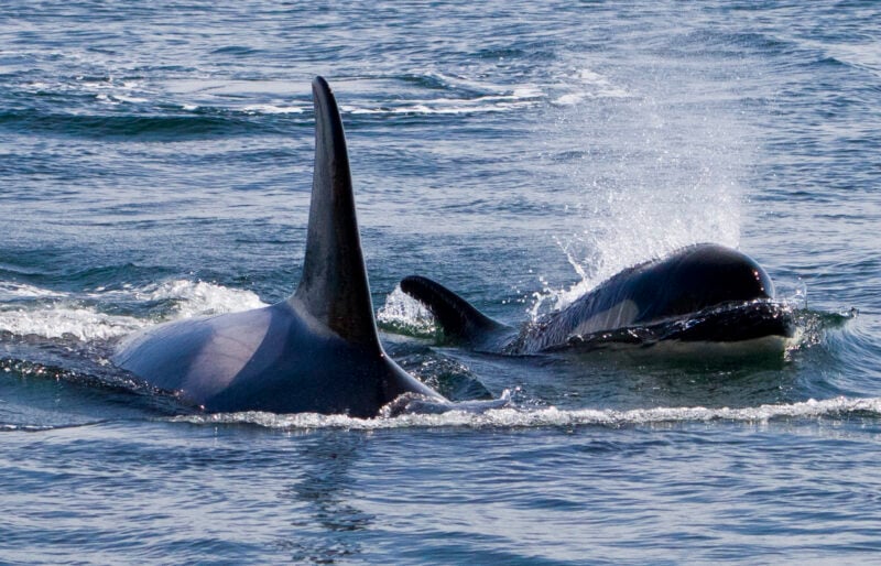 Orcas swimming