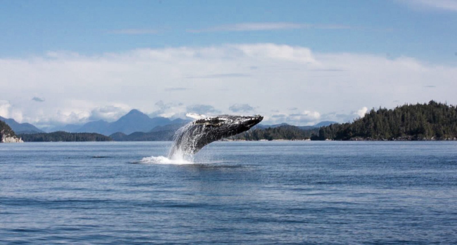 Humpback in Georgia Strait