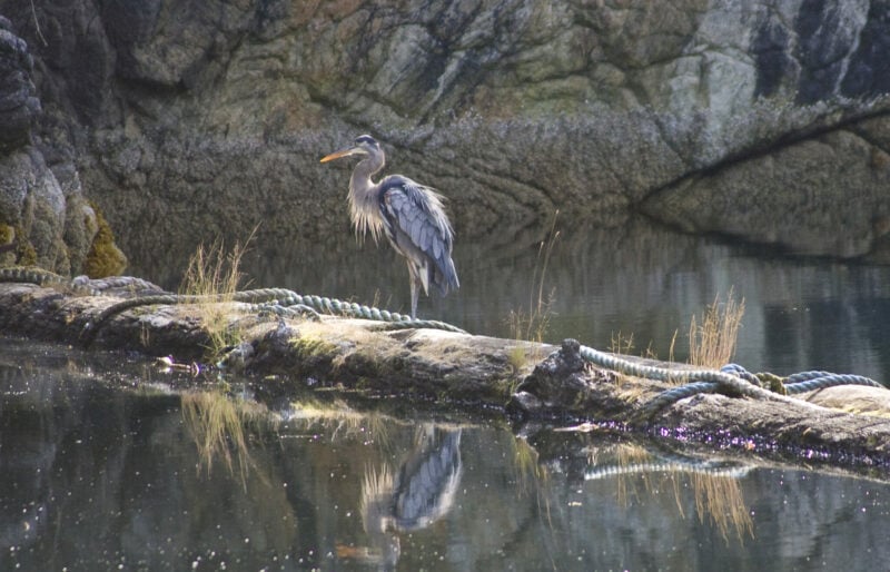 great blue heron on a log