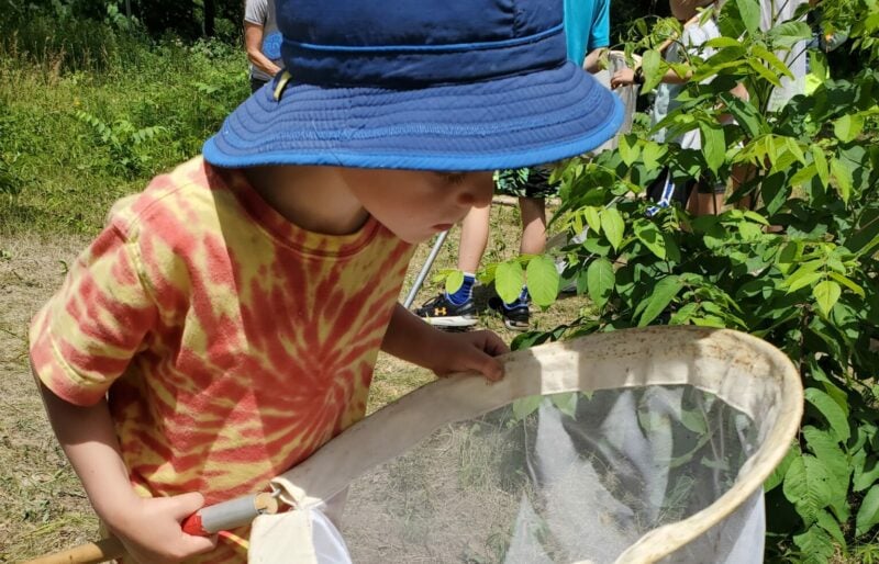 Young child peeking into a butterfly net.