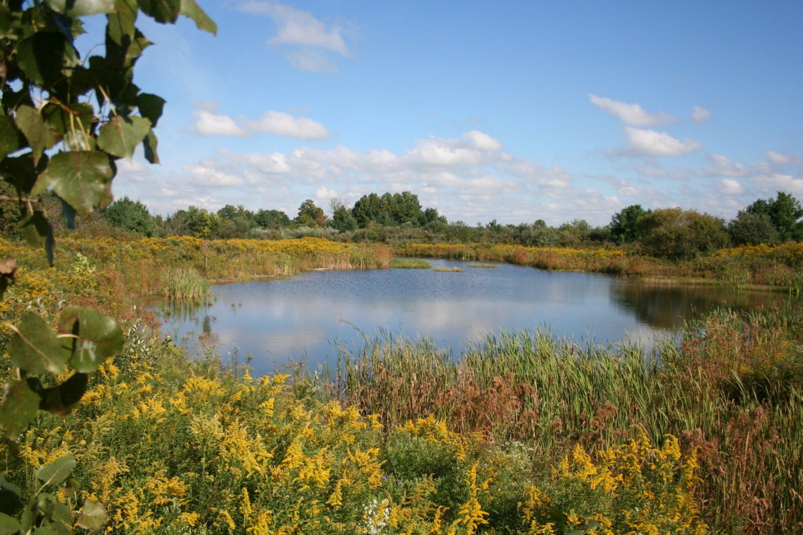 Landscape photo with pond in the centre surrounded by yellow, green and orange plant colours.