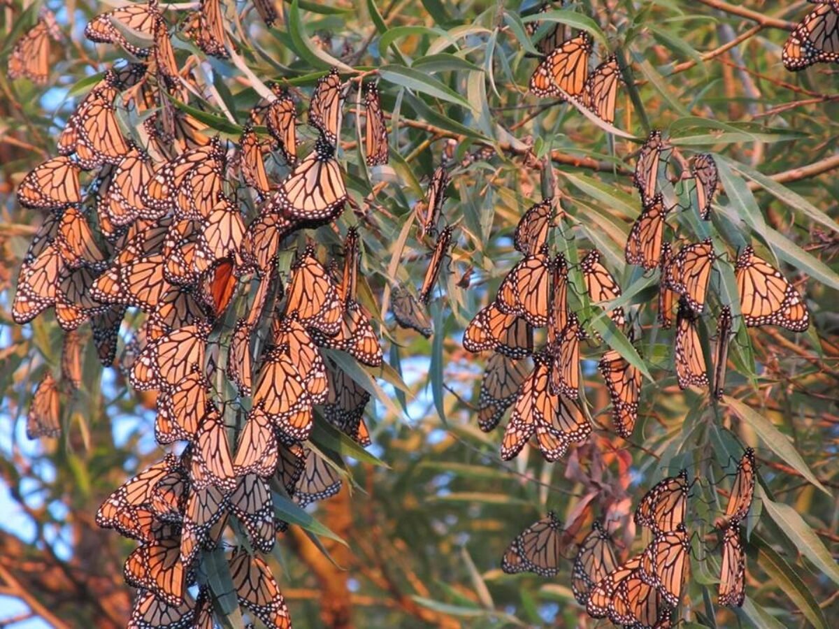 Several orange butterflies grouped together and resting on tree branches.