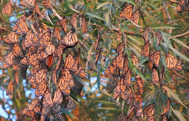 Several orange butterflies grouped together and resting on tree branches.