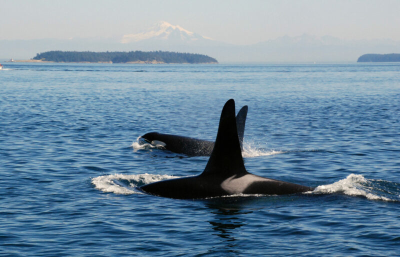 Southern Resident orcas swim - Mount Baker in background