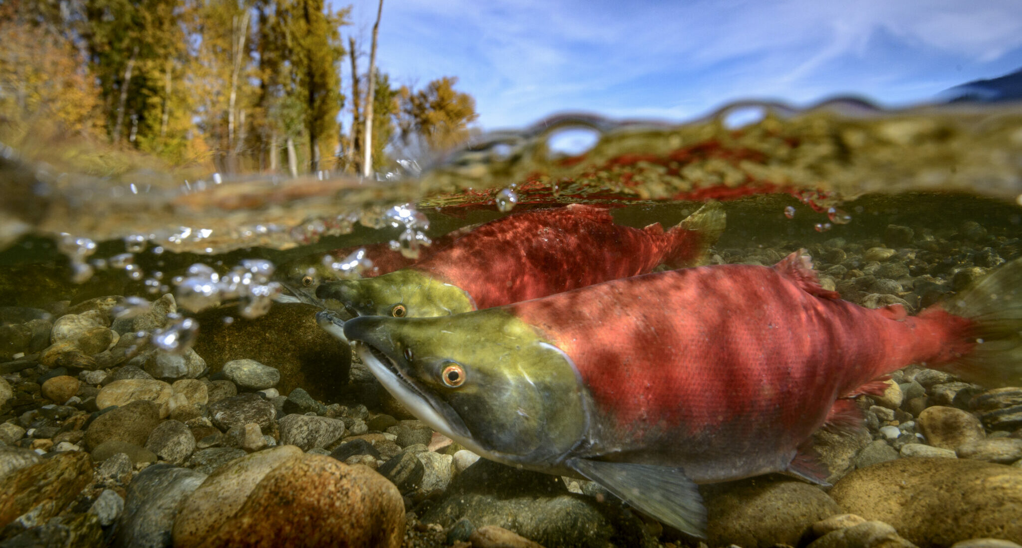 Pacific Salmon Foundation Will Power