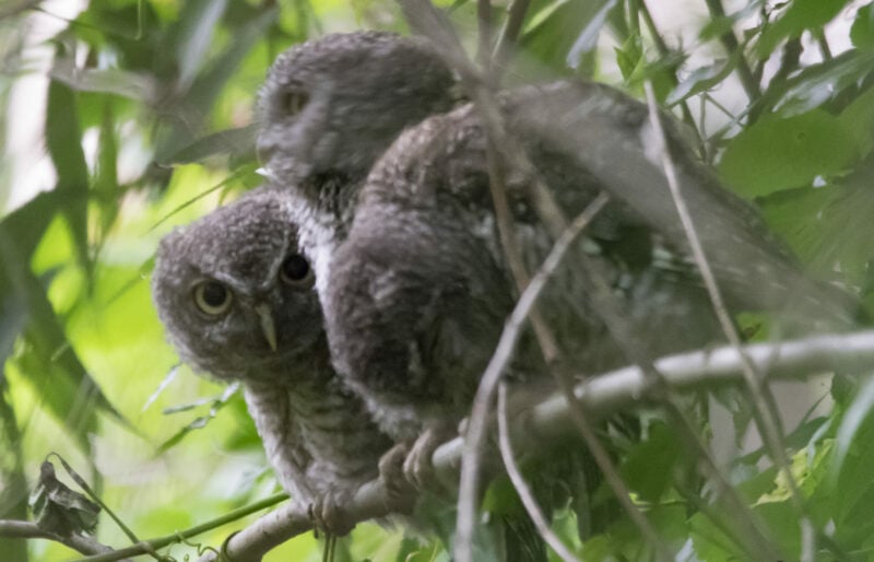 Baby Screech Owls