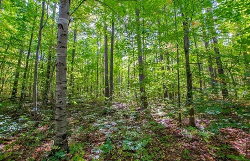 Protected Forest