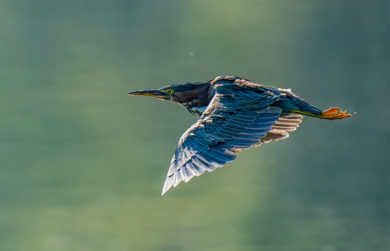 A large bird, the Green Heron, flies across the foreground of the photo. Its green-toned feathers catch the sunlight. The background of the photo is blurred out blue and green tones.