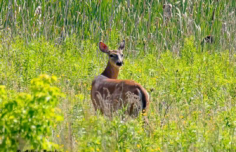 White- tailed deer