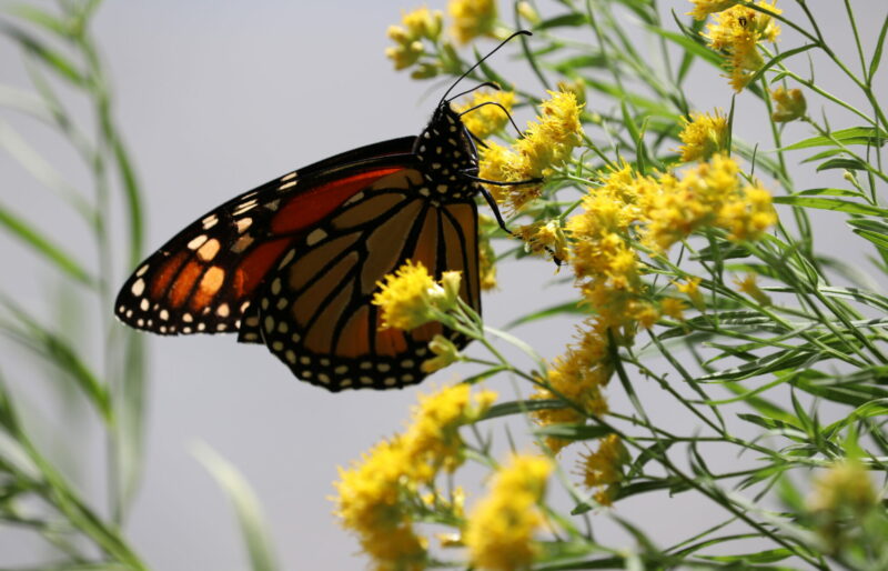 A Monarch Butterfly collects nectar from a wildflower.