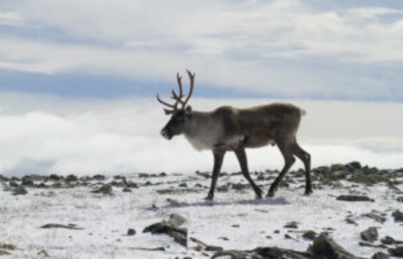 Caribou de la Gaspésie.