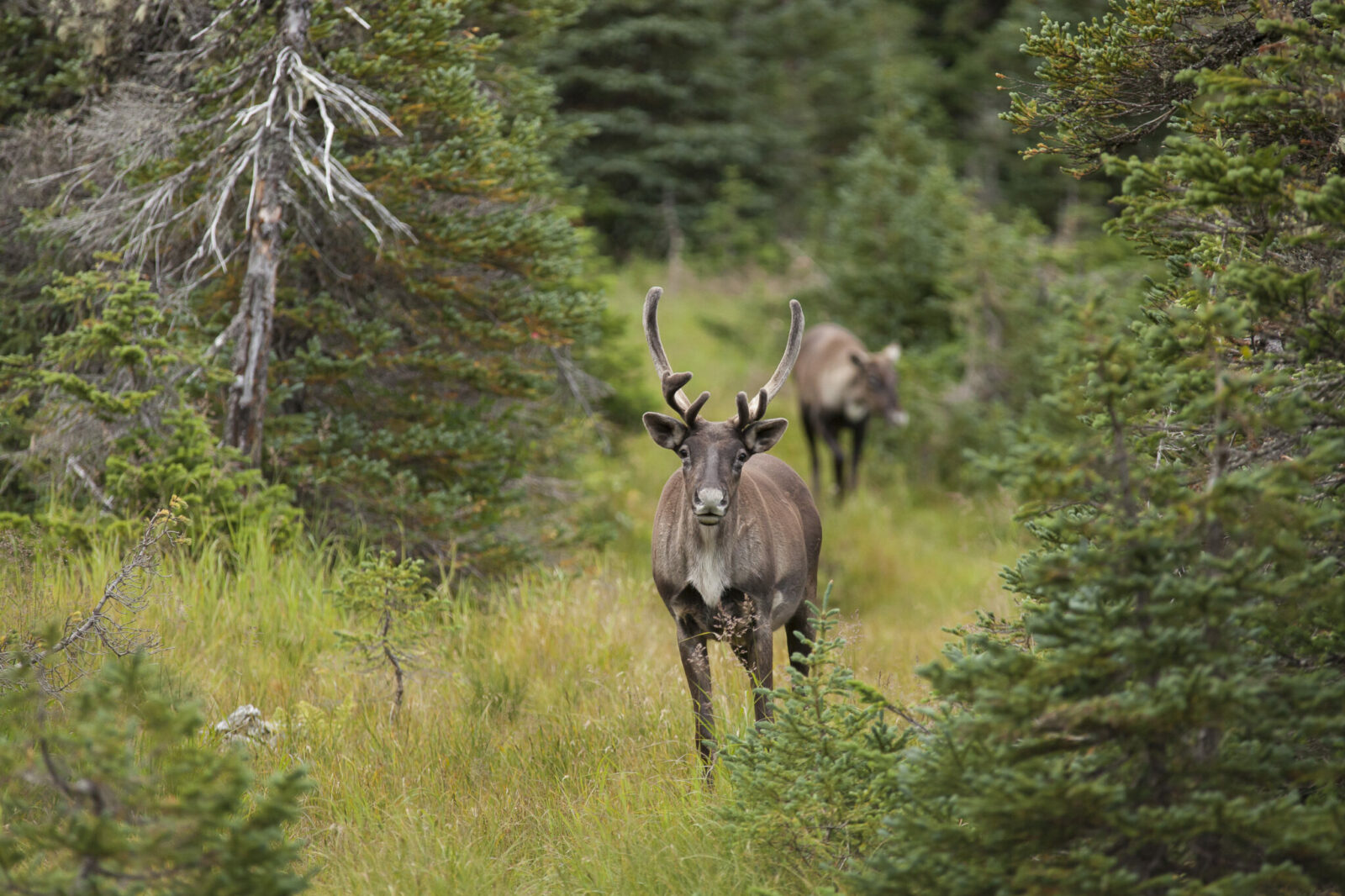 Caribou de la Gaspésie en forêt, image par Hugues Deglaire.