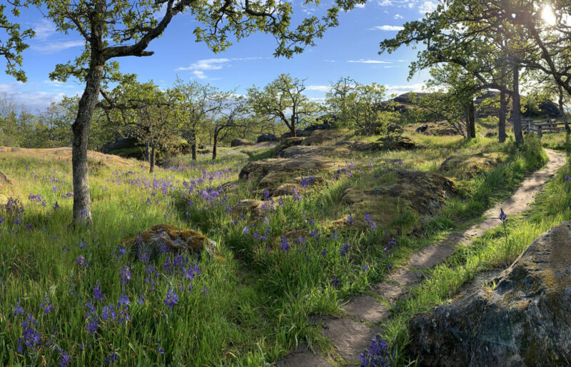 A blue sky and fresh green trees and meadow plants arise from the ground in spring.
