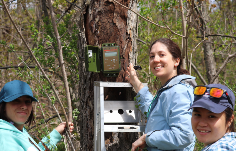 Installing bat monitoring equipment