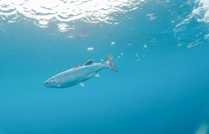a salmon swims underwater with a small tag attached to its back