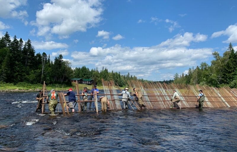 a group of people in waders installing vertical rebar in a fish barrier across a river