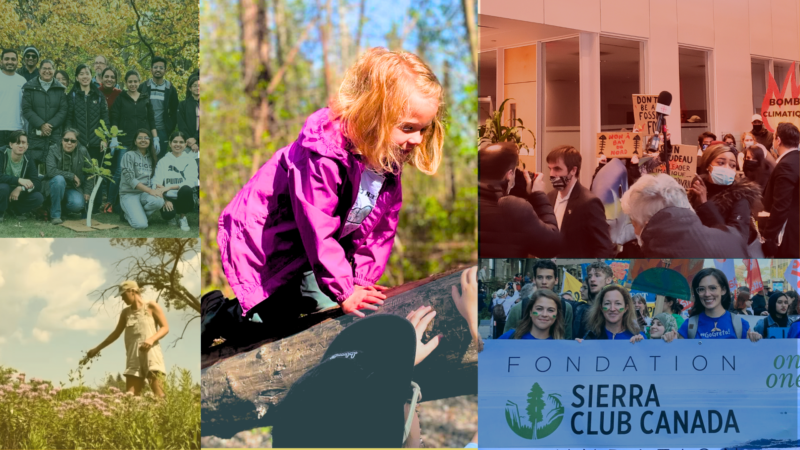 Give to Sierra Club Canada Foundation with Will Power: Picture of Sierra Club Canada activities from our Wild Child and tree planting programs, to our wildflower garden, to protests and activism