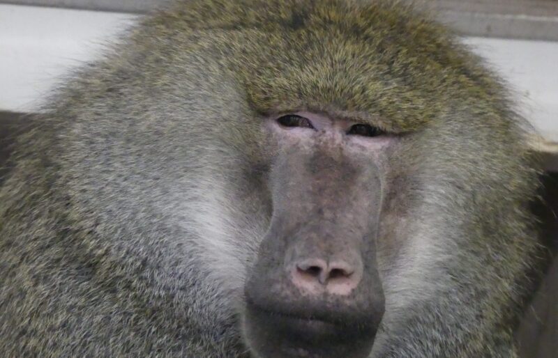 Bruno, an olive baboon