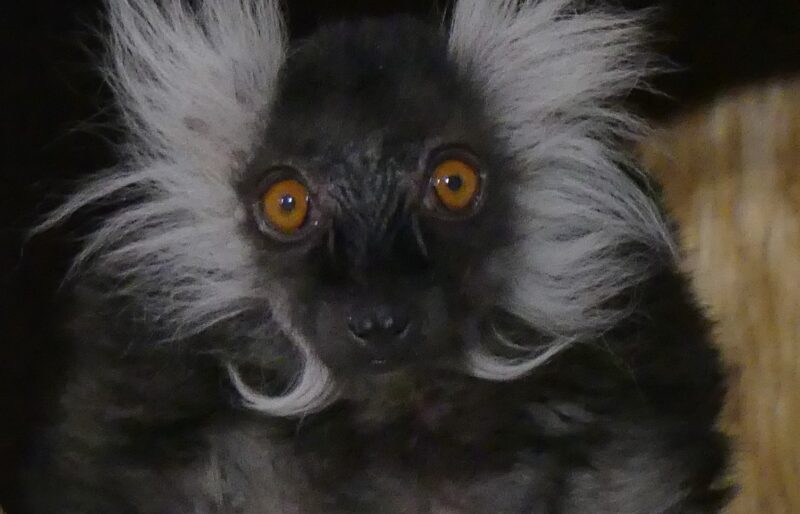 Ricky, a black lemur