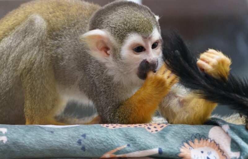 Stevie, a squirrel monkey