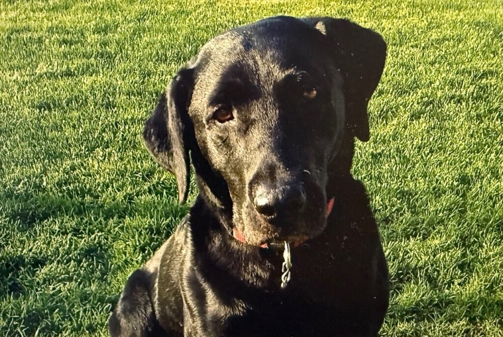 Black Labrador Chester, whose memory inspired David Acomba to leave a gift in his Will to the Farley Foundation, helping Ontario families afford veterinary care.